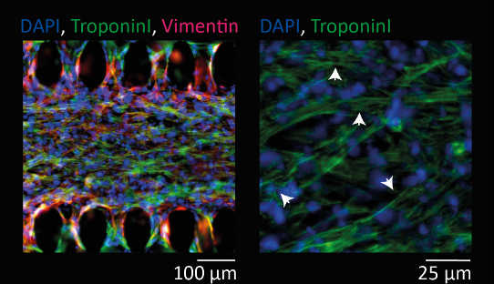 uHeart immunofluorescence BiomimX